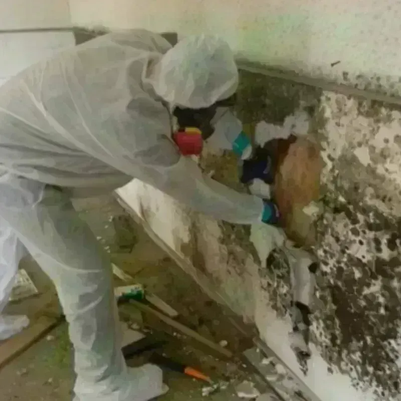 Mold Remediation and Removal in Floyd County, VA